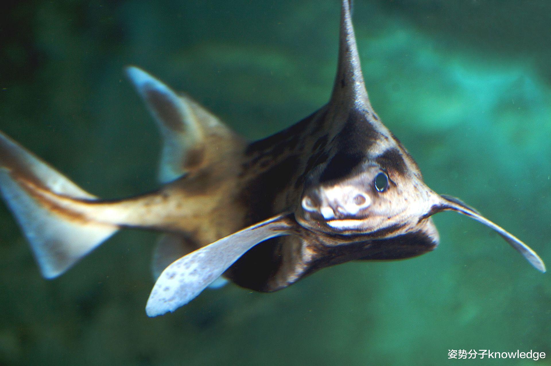 鲨鱼 猪脸鲨鱼身，神秘海洋动物在意大利港口出现，到底是什么“怪物”