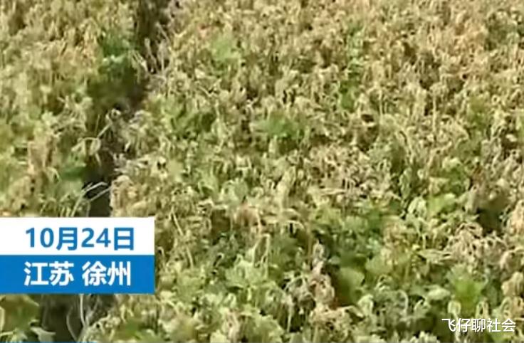 徐州一农户整棚芹菜被熟人偷喷毒药,报警后嫌疑人求私了