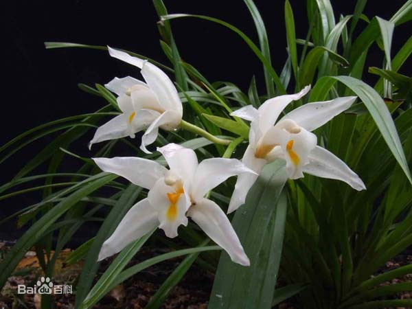 弹弓 君子嗜兰如命——植物非试管高效快繁技术快繁兰花