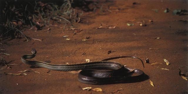 毒蛇 蛇的“软肋”是啥？研究证明真的不是雄黄粉，别被电视剧给骗了！