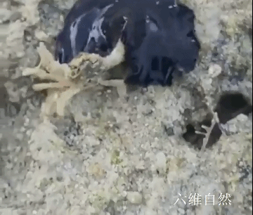 海洋中一只黑色海扁虫捕食小螃蟹,就像毒液一样,用身体缠食猎物