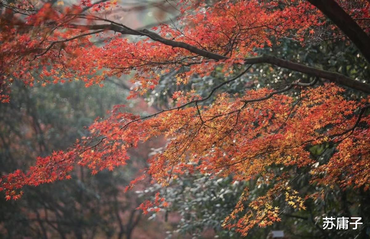 苏庸子 心理学：大格局的人，身上会有这4个特点