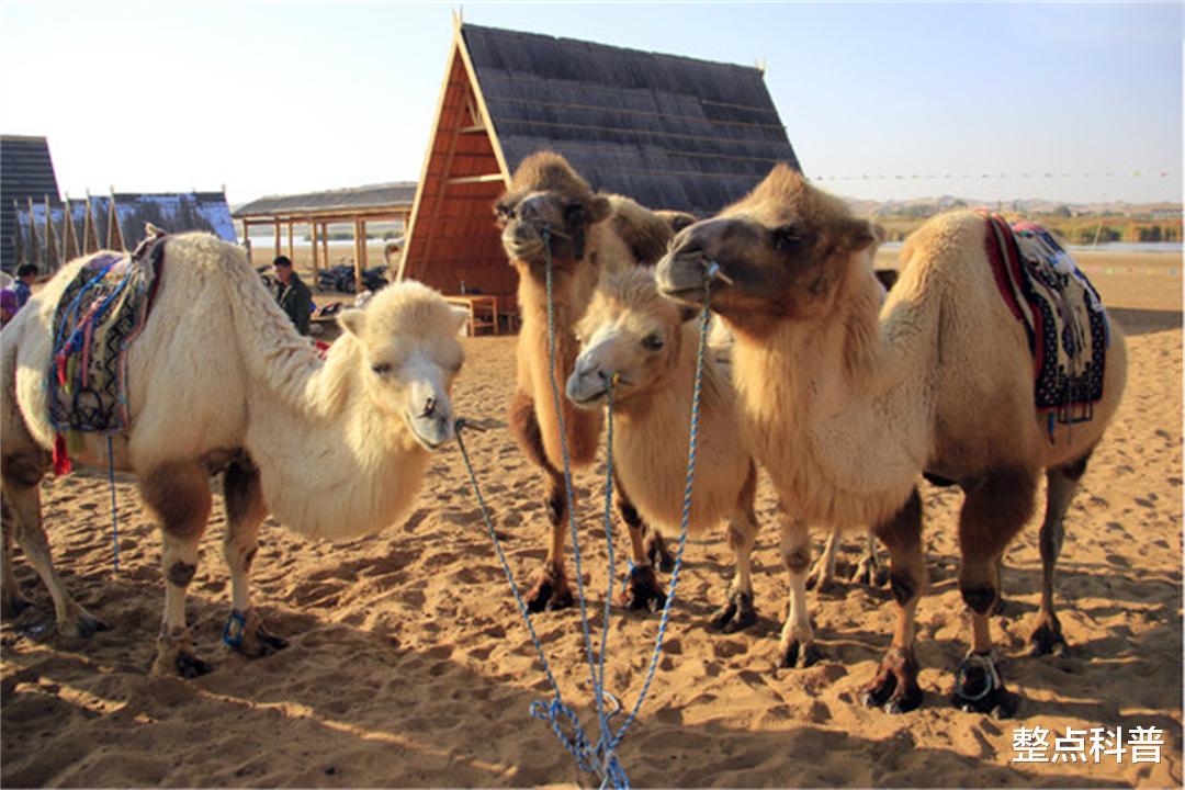 骆驼 重5吨的大象也会被吃掉，为什么食肉动物不吃骆驼？它真没天敌？