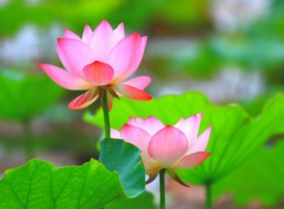 星临天下|8月初，喜鹊门前报喜，4属相财源广进，生意兴隆，日子如鱼得水