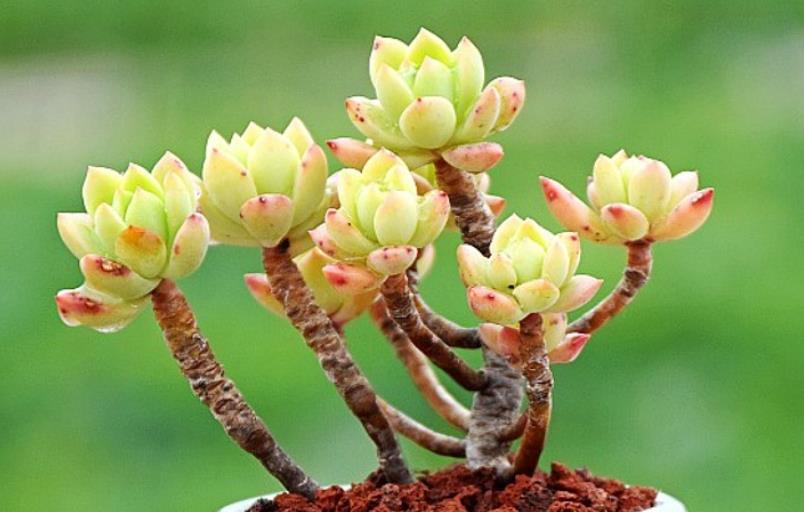 续约紫罗兰 你不知道的多肉马库斯——养好了叶片不但会红，有时还有甜香味