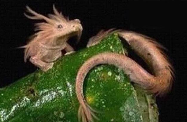 水逆晋升功臣|中国民间故事：看见龙了