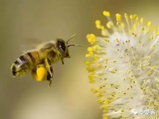蜜蜂 爱因斯坦有没有说过“没有蜜蜂人类只能活4年”?