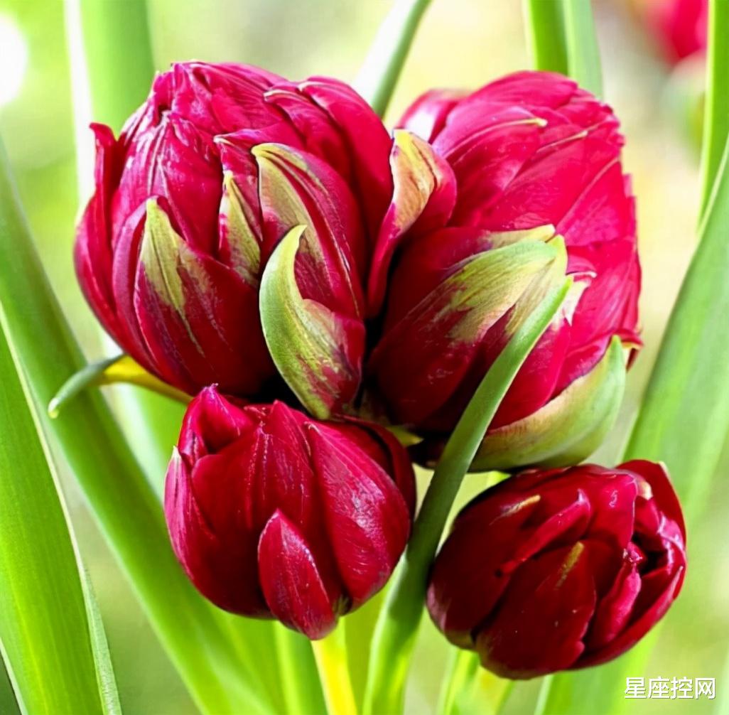 |啥月份出生之人，担得起责任，做得了大事，12月即将飞黄腾达