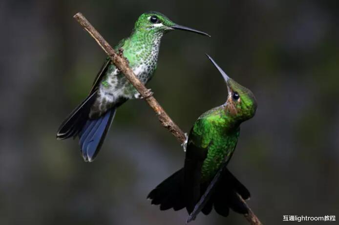 天然气|掌握这7个技巧，你也可以拍出好看的蜂鸟照片