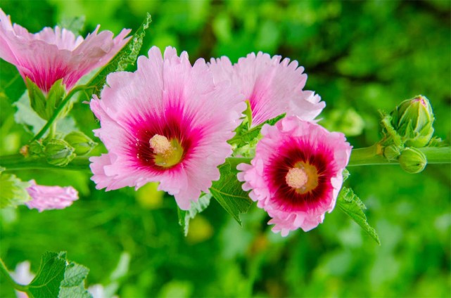 运势|从六月开始,运势持续走红,职场顺心如意,赚更多钱的3大生肖!