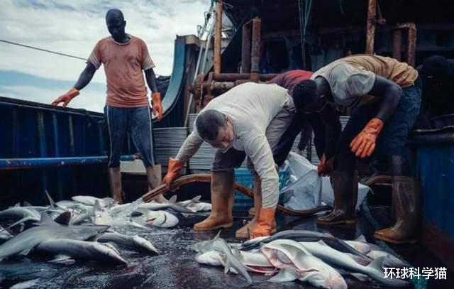 鲨鱼 意大利出现变异、“非地球”生物?猪脸、鲨鱼身!原来是尖背角鯊