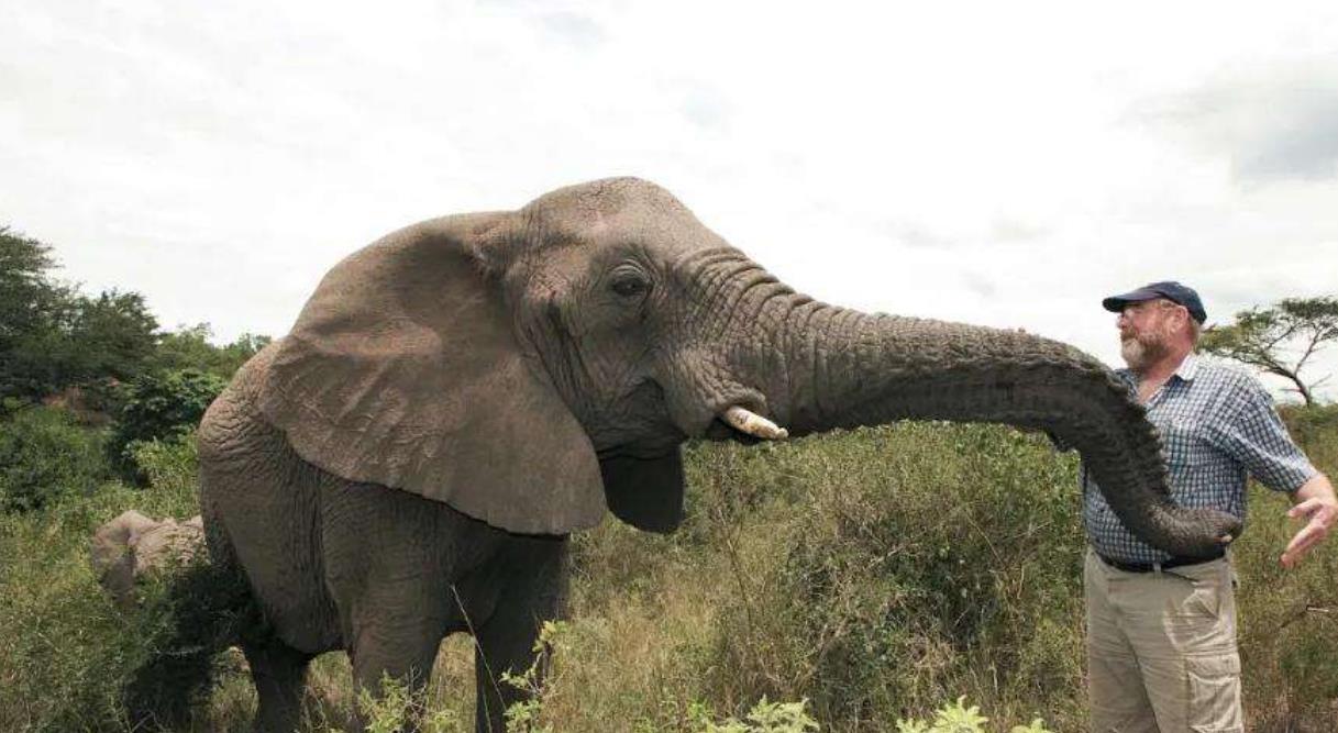 大象报恩：他曾从枪口救出8只大象，去世时21头大象出现在葬礼上