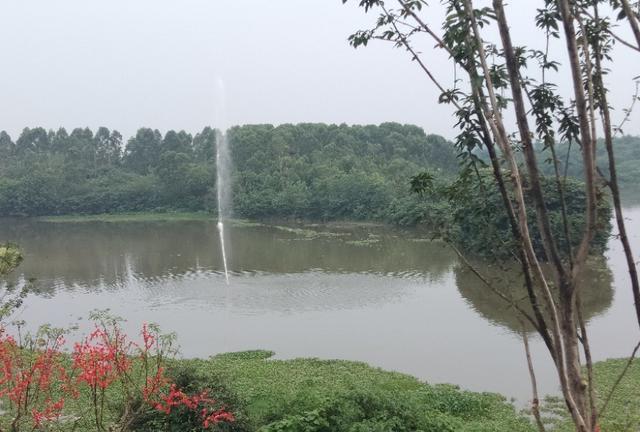 鲜嘉许|鳊鱼能和鲫鱼同养吗？怎样养二者才能高产？