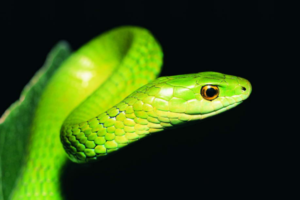 叶青|竹叶青咬不死人？你可知咬人最多的就是它？看看它的真正实力