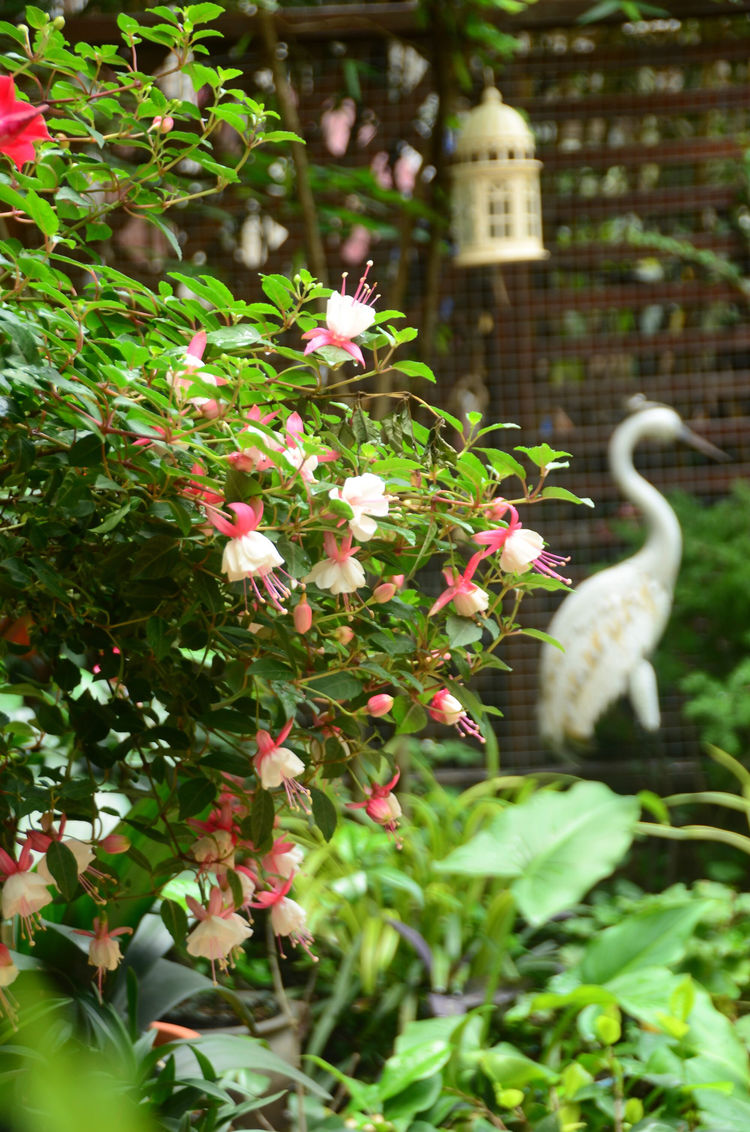 18年房龄的老房子,50㎡花园改造后,成了家人朋友最爱待的地方