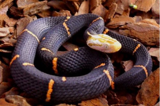 毒蛇 白头蝰蛇被称最毒？看看它真正的实力，宁死不屈究竟为哪般？