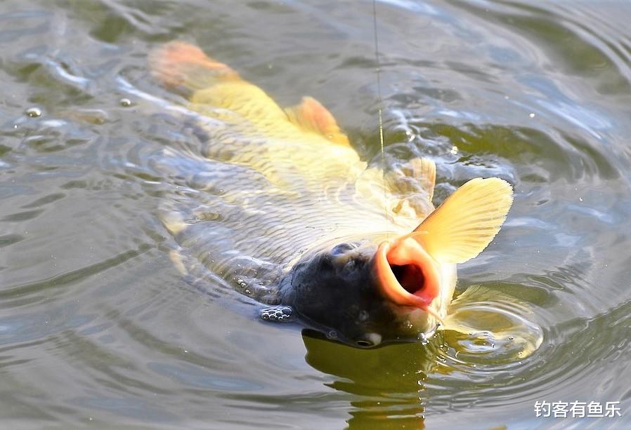 鲢鳙|钓鱼碰上走水、大风浪，解决方法有5种，选其一二便可轻松垂钓