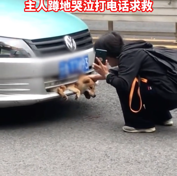 衣美的小空间 云南昆明,宠物狗被撞进车头,司机喊冤,网友怒言:不值得同情