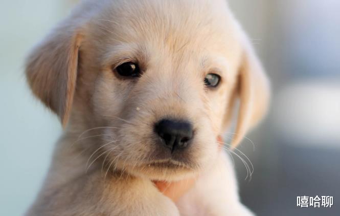 生肖|4大生肖：一辈子有贵人相助，赚钱效率高，比去年有钱