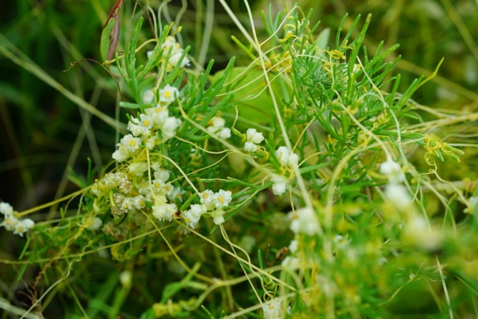 科学家 为了拯救珍稀濒危中药,科学家频出奇招,研究出这些高科技!