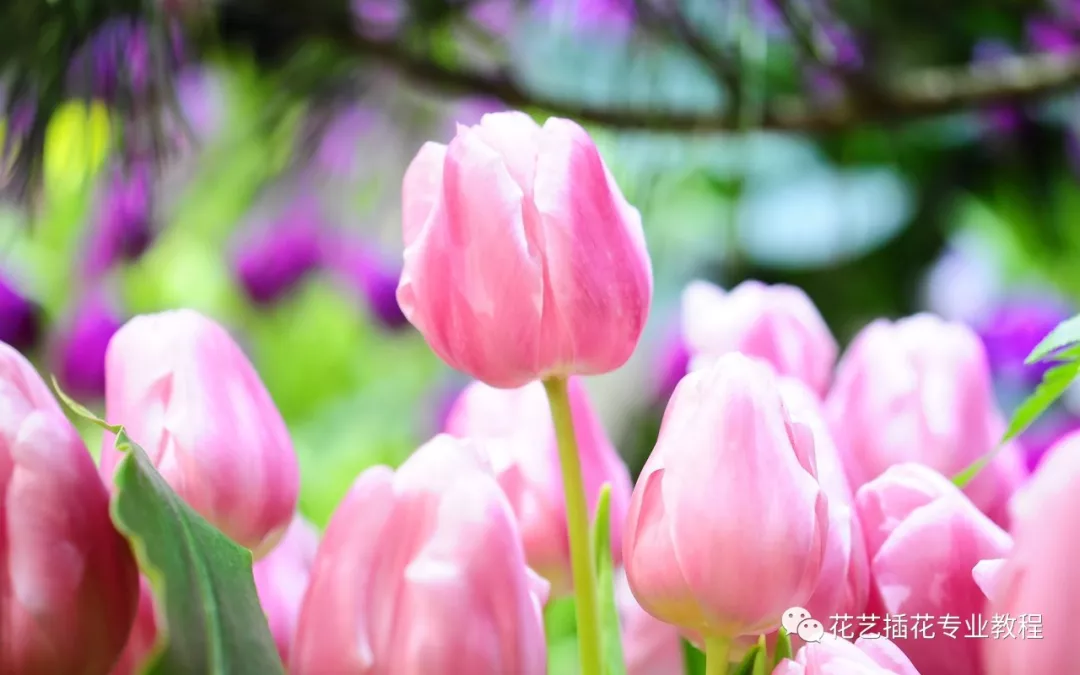 花艺教程培训丨花艺设计中的色彩研究