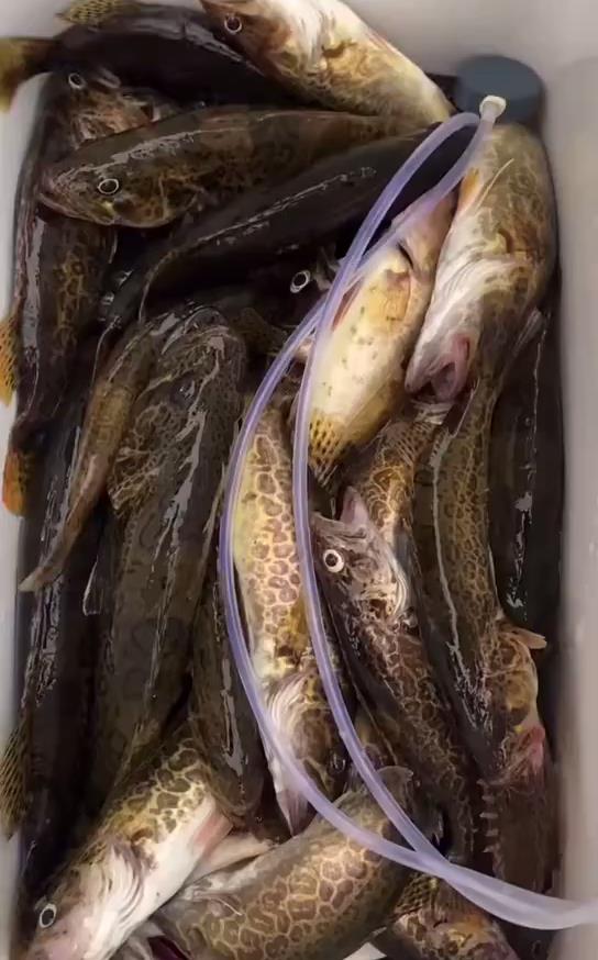 赣江|鲢鳙、江鳊、鳜鱼，赣江鱼变多，有人轻松钓几十斤，网友：应禁钓