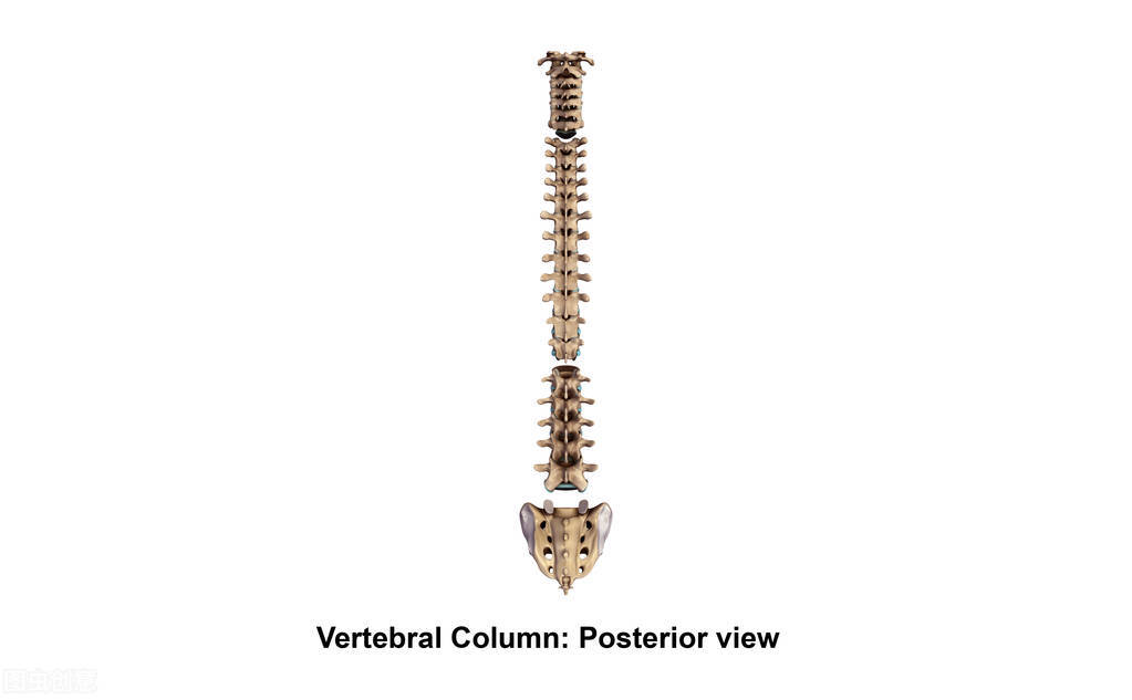 科学家 脊椎动物的祖先逃过大灭绝，成功统治地球，而人类却在摧毁这一切