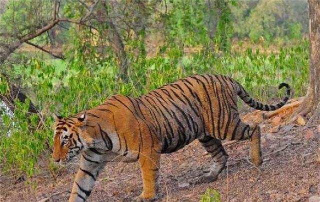 DEEP深度世界|“恶霸虎”查吉尔：8岁封王，称霸10年，晚年亡于外孙嘴下