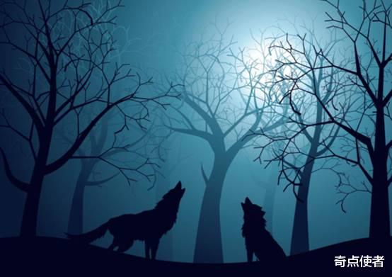 狼总是在月下嚎叫，是为了什么？真的是因为思念挚爱吗？