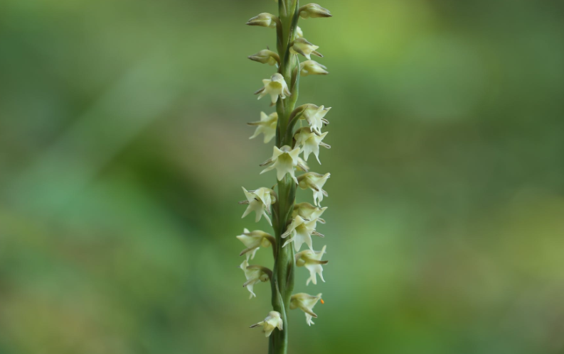 生肖|6月，看透真心，珍惜眼前，顺利脱单，3生肖幸福美满，爱情圆满