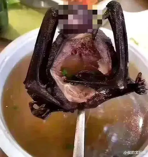蝙蝠 看到某女星吃蝙蝠，我当场关掉视频！吃蝙蝠的人，到底在想什么？