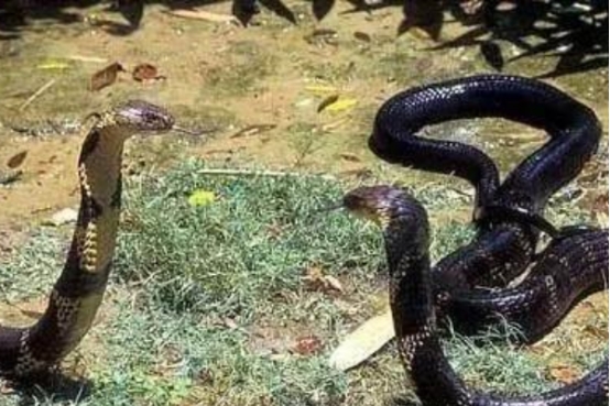眼镜王蛇 国内最具“牌面”的蛇，眼镜王蛇和眼镜蛇有啥区别？堪称世界之最