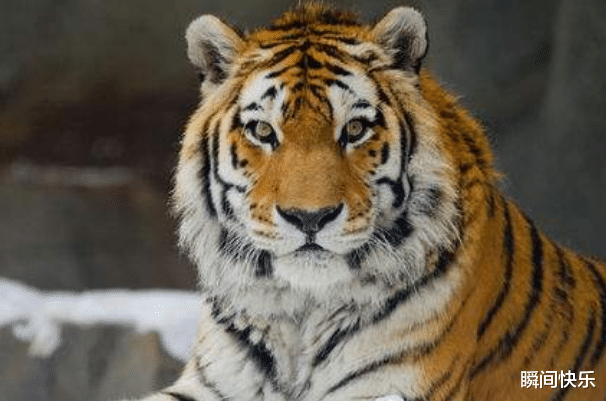 |农历几月出生的属虎人，下半年贵人多多，机遇不断，职场顺风顺水