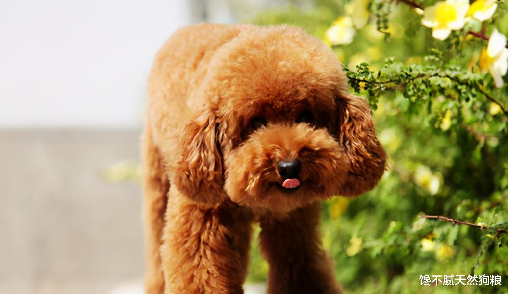 |泰迪总是“舔爪子”，不排除生病的可能性