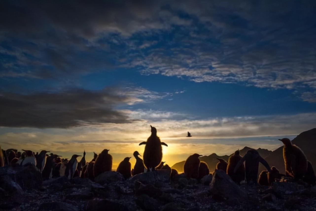 海豹 豆瓣评分9.7！这部自然纪录片的神作，早该让孩子看看了
