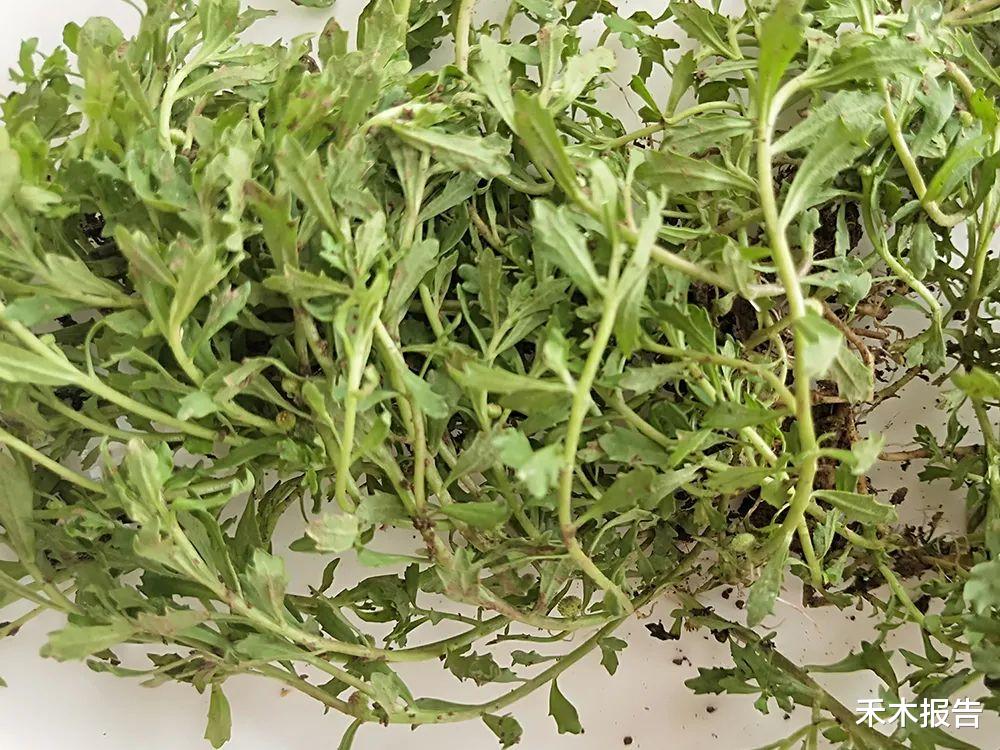 苹果|你家乡路边可能就有,请认识下,俗称“鹅不食”,是民间鼻炎良方