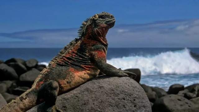 你是我的荣耀 这座荒岛上有种普通地鹊，可它却被称为“吸血”鸟，这是怎么回事