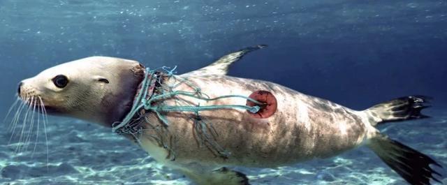 中国卫星|中国卫星传回照片,“新大陆”正向美国移动,美媒:送给中国了