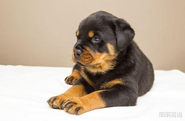 明明再说 生肖狗:四月记得留意“这个人”,他是你未来一年的小人