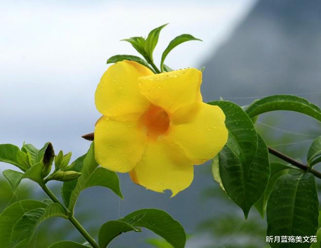 昕月蓝殇美文苑|遇一人，温暖一生，爱一人，情牵一世