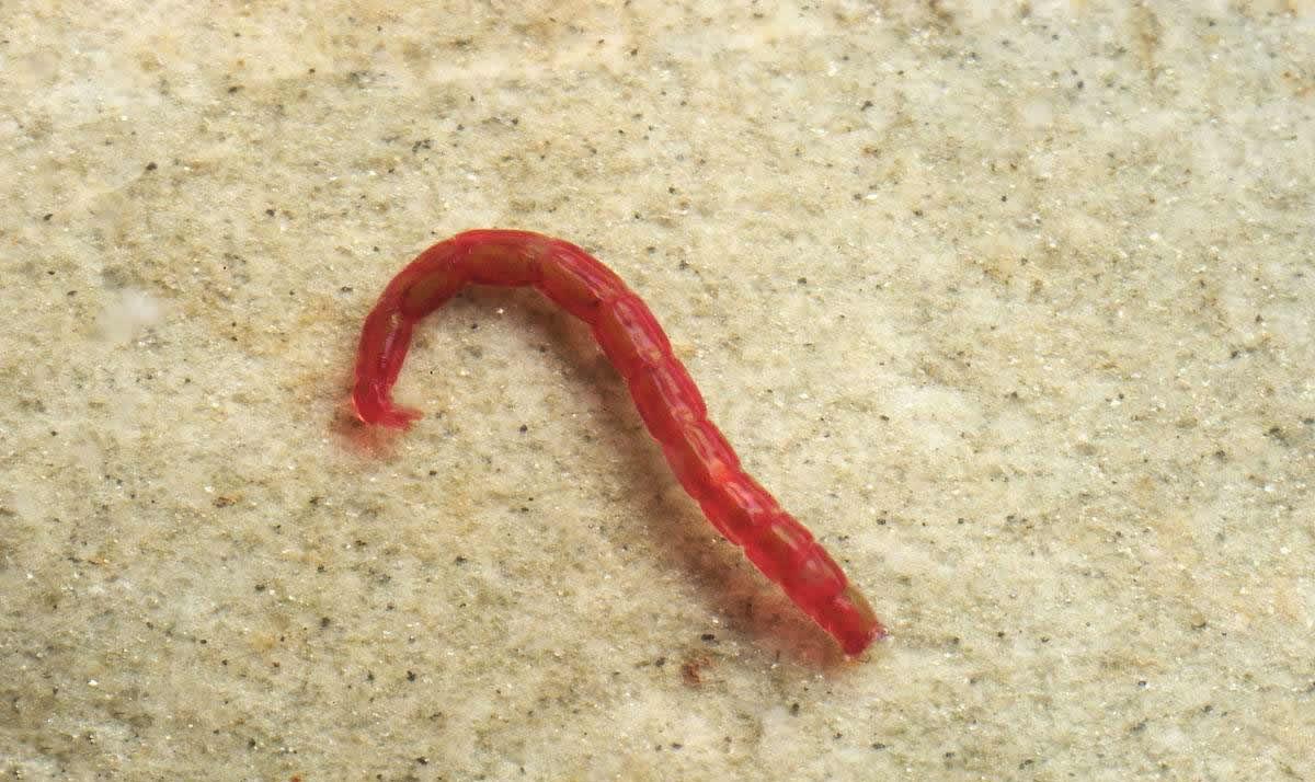 |多地掀起打捞“红色虫子”的浪潮，一晚获利千元，为何“不能打”