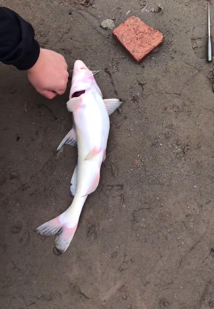 重庆|重庆钓鱼人多次钓到江团，网友劝其放生，钓鱼人：我们这可以钓