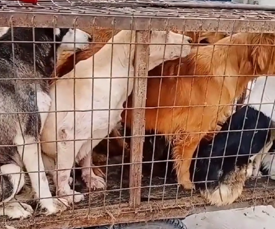 一车宠物狗险进狗肉馆,看着被夹着拖行的小狗小伙不忍,狗贩:已经剥了两只了