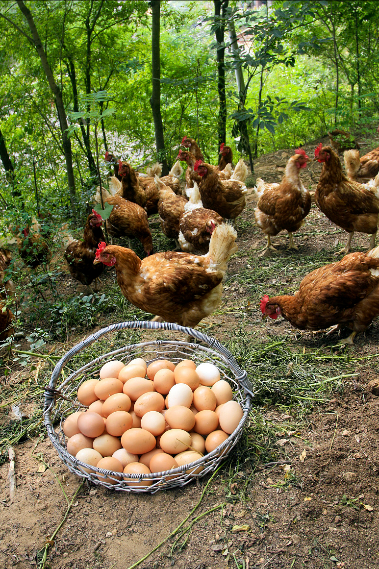 |中秋节买鸡蛋,遇到红皮和白皮怎么选?养殖户说漏嘴,可别买错了