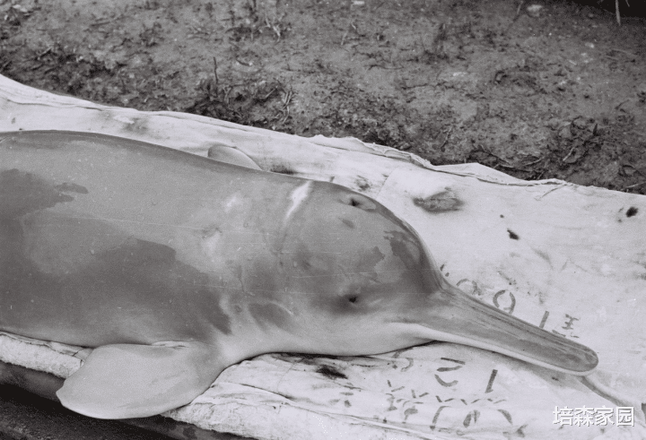 白鳍豚 已经功能性灭绝的“长江女神”
