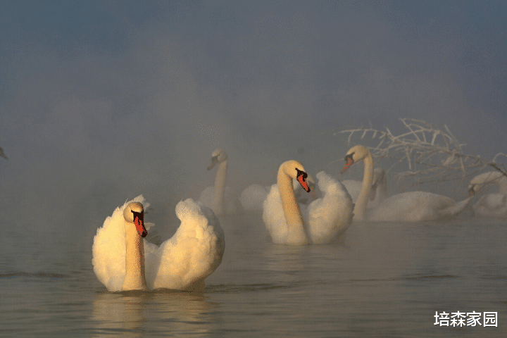  原来“丑小鸭”在天鹅中真有原型！