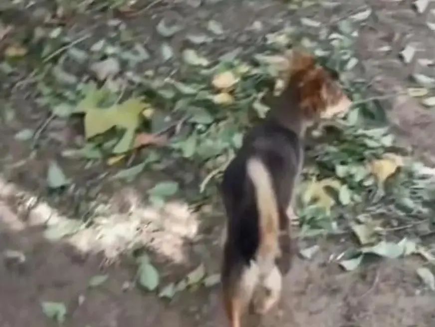 吴磊|吴磊和她的私照曝光，却意外揭露了她的生存现状