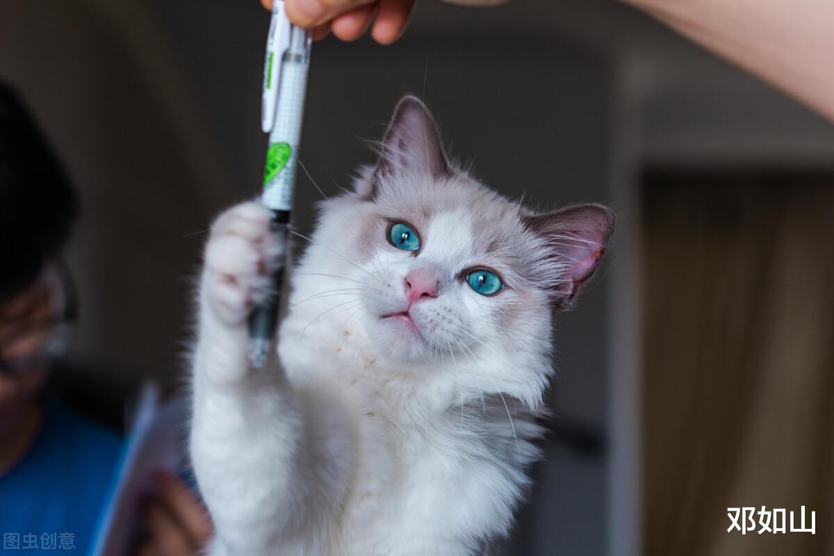 薛定谔|量子态原子不同于“薛定谔的猫”