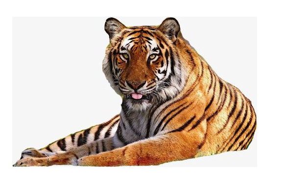 钊福侃娱乐 老虎做梦都想不到，来时好好的；咋现在回不去了