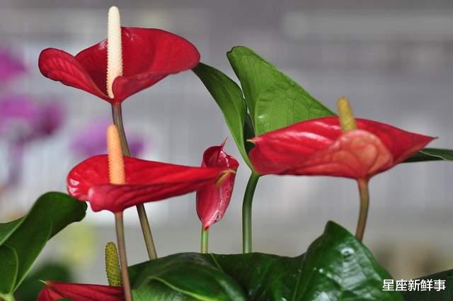 天蝎座|七月接好运,职场得意的前5名星座,努力终有回报